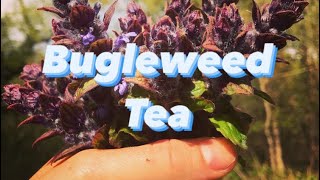 Bugleweed Medicinal Tea [upl. by Hoes]