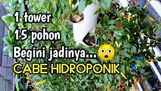 CABE HIDROPONIK VERTICAL TOWER SYSTEM SOLUSI KETERBATASAN LAHAN [upl. by Koralie]