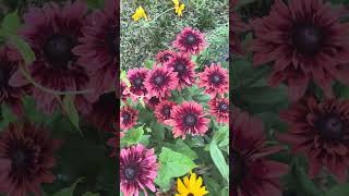 Cherry Brandy Rudbeckia Cut Flowers [upl. by Nestor730]