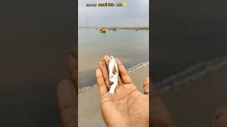 Rescue mission saving our samll fish Life 🙄 short abhifishinglife saveing [upl. by Araz]