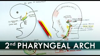 2nd Pharyngeal Arch and its derivatives  Embryology Tutorial [upl. by Leamiba]