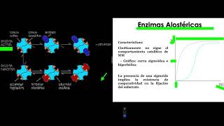 ENZIMAS ALOSTÉRICOS [upl. by Schaefer]