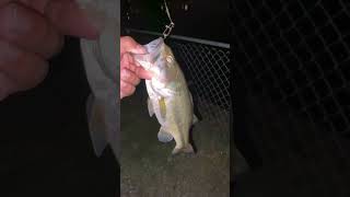 insidesportfishing bassfishing fishing bass sportfishing fish spottedbass freshwaterfish [upl. by Fleeta]