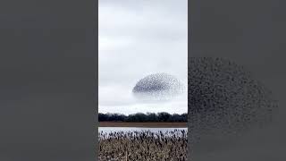 Hundreds of starlings appear as one giant bird [upl. by Anitserp]