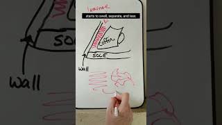 What happens during laminitis or founder inside the horse hoof [upl. by Aletta]