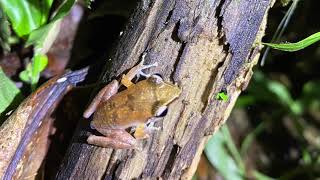 Coquí de la Montaña Eleutherodactylus portoricensis [upl. by Rocher]