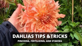 Dahlias Tips amp Tricks Pinching Fertilizing And Staking 😍 [upl. by Epoillac]