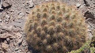 Echinocereus stramineus [upl. by Seve]