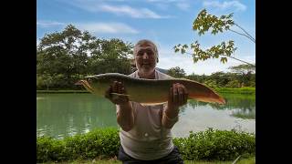 the small lake at gillhams fishing resort thailand [upl. by Yeruoc]