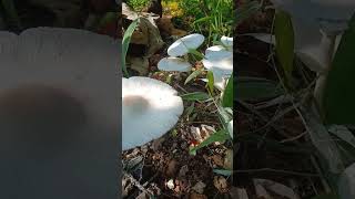 False parasolchlorophyllummolybditesmushroomviralplz subscribe🙏🏻 [upl. by Ragouzis]