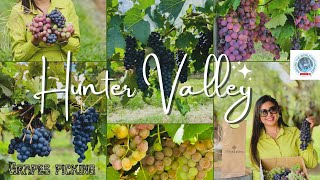 Hunter Valley Grapes Picking  Hunter Valley Australia  Vineyards  Tinklers Wines  4k Video [upl. by Netsryk418]