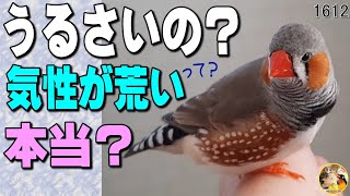 キンカチョウ｜うるさいといわれる理由・性格 特徴 鳴き声は？噂はホント？ Cute Zebra Finches birds 1612 [upl. by Flight]