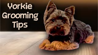 Yorkie Easy Maintenance Haircut Wolfie the Yorkshire Terrier gets groomed a short trim plus a bath [upl. by Nibbs707]