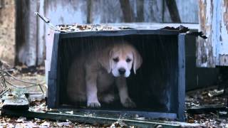 Budweiser Puppy Commercial 2015 [upl. by Trebmer]