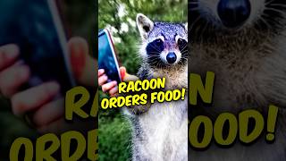 Clever Racoon Steals Phone To Order Food 😱🦝 shorts animals funnyanimals [upl. by Masry]