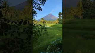 Before and After 😊 agriculture philippines farming gardenharvest [upl. by Hedveh]