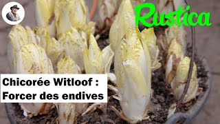 Comment forcer des racines de chicorée witloof pour avoir des endives [upl. by Anhej241]