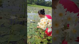 শালুক ফুল minivlog bengalivibekeralalife vlog youtubeshorts reels [upl. by Rabka]