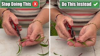 5 Propagation Mistakes I See amp How To Propagate Successfully [upl. by Trebornhoj]