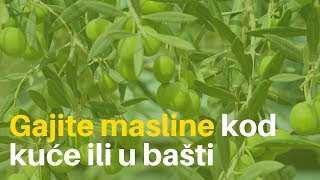 Kako da i vi gajite masline kod kuće ili u bašti [upl. by Ydnahs296]