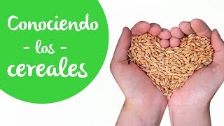 Cereales Cuáles son dónde se encuentran cuáles deberías consumir y por qué [upl. by Fablan]