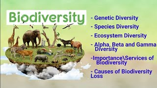 biodiversity its types alpha beta gamma diversity importance amp loss of biodiversity [upl. by Eiliab562]