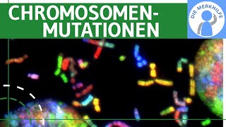 Chromosomenmutationen  Begriff Deletion Duplikation Inversion Insertion amp Translokation erklärt [upl. by Calista]