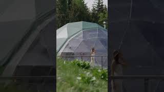 Switzerland glamping resort full view travel luxuryresort [upl. by Chloe122]