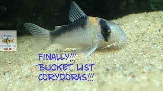 New Rare CORYDORAS ADOLFOI CORYDORAS [upl. by Eceinej]