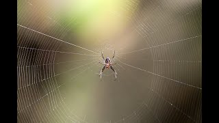 Spider Building Web [upl. by Enier721]