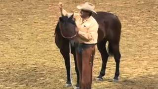 Parelli Natural Horse Training Tip  How to Halter a Horse [upl. by Julieta552]