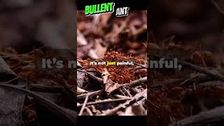 Bullet Ants Natures Fierce Warriors [upl. by Sitruc]