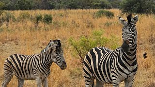 PILANESBERG NATIONAL PARK SOUTH AFRICA 🇿🇦 1124 [upl. by Diba294]