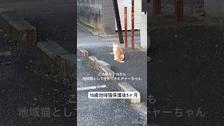 白血病猫エイズでも今、元気に過ごしてます。保護猫 shorts [upl. by Giorgio419]