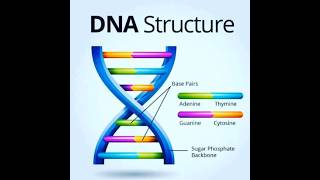 DNA vs RNA [upl. by Suinuj]