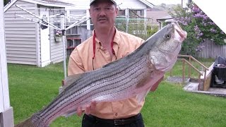 How to Clean a Striper  Easy Way to Fillet a Striped Bass [upl. by Zillah]