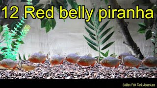 12 Red belly piranha resting after the feast [upl. by Maram]