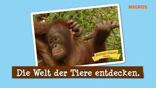 MIGROS Die Animal Planet Mania – Jetzt Sticker sammeln [upl. by Prissie]