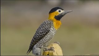 Woodpeckers Pecking on Trees  The Woodpecker Bird Likes Pecking Wood [upl. by Sirraf422]