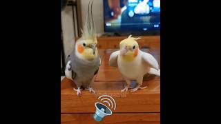 Adorable Cockatiels Reactions Listening to Sounds 🔊🎶👂🏻🦜 cockatielscraze birdsinging cutepets [upl. by Phillipe]