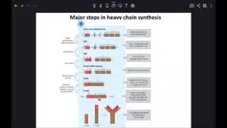 Immunology L5 C1 Antibody diversity P2 [upl. by Enna]