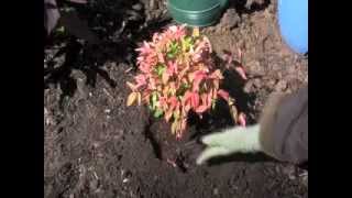 How to Plant Container Grown Garden Plants by Greenwood Nursery [upl. by Anyzratak]