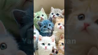 ukulele music song cover cat kucingorenbarbar cute oyenbarbar catlover [upl. by Tung]