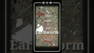 Earthworm in soil SdrVillageanimal shorts earthworm [upl. by Euqinue681]