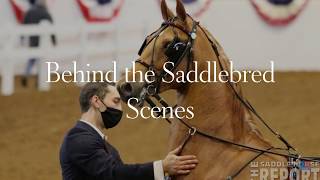 Behind the Saddlebred Scenes 2020 UPHA Bonnie Blue National Horse Show [upl. by Heathcote922]