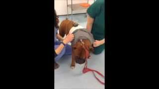 What to Expect Fitting a Holter Monitor on a Dog [upl. by Ettennad]