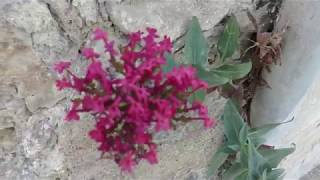 Centranthe rouge Centranthus ruber [upl. by Savadove198]