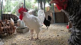 Chickens Clucking Loud Video Hens Roosters Clucking [upl. by Ylle718]