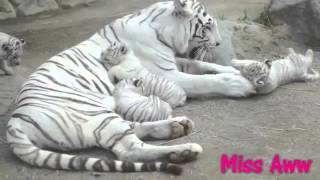 White Tiger Mom With Her Little Cubs [upl. by Caines]