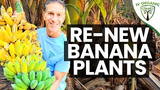 How to Revive amp Rejuvenate Old Banana Plants [upl. by Rambort694]